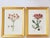 French Botanical Prints by Shadow Catchers-Set of 4 For Sale - Image 3 of 17