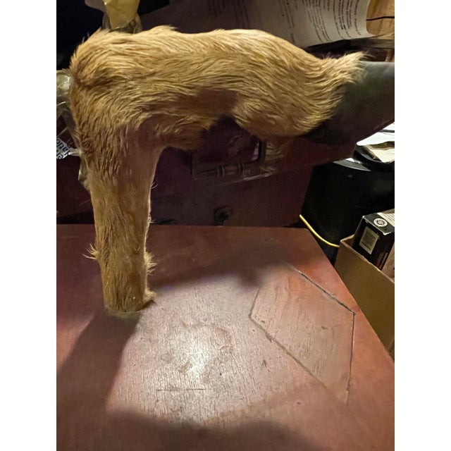 Mid 20th Century Adirondack Deer Hoof Hat/Coat Wall Rack Cabin Rustic Man Cave For Sale - Image 6 of 12