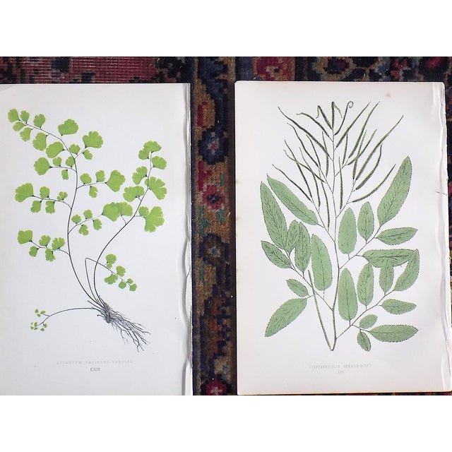 Mid 19th Century Antique 19th Century Botanical Fern Wood Engravings - Set of 9 For Sale - Image 5 of 7