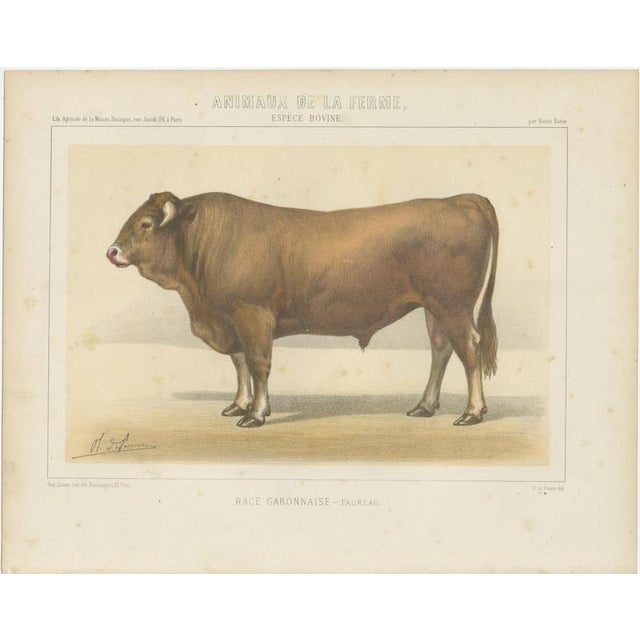 Borie, Garonnais Bull, French Cattle Breed, 1863, Chromolithograph For Sale - Image 3 of 9