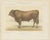 Borie, Garonnais Bull, French Cattle Breed, 1863, Chromolithograph For Sale - Image 3 of 9