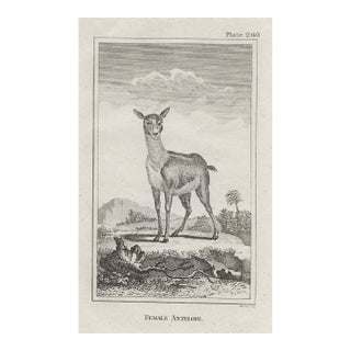 Antique Female Antelope 18th Century Engraving For Sale