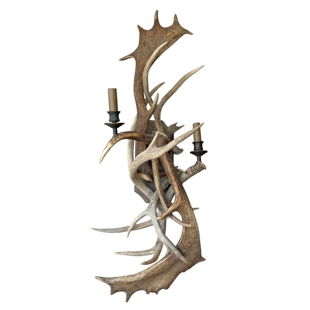 Bone Pair of Fallow Deer Antler Sconces For Sale - Image 7 of 13