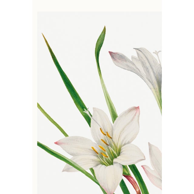 White Atamasco Lily, Vintage Botanical Art Print Reproduction by Mary Vaux Walcott, 20" X 30" For Sale - Image 8 of 10