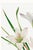 White Atamasco Lily, Vintage Botanical Art Print Reproduction by Mary Vaux Walcott, 20" X 30" For Sale - Image 8 of 10