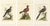 After George Edwards, Exotic Pigeons, Hand-Colored Engravings, 1770s, Set of 3 For Sale - Image 10 of 10