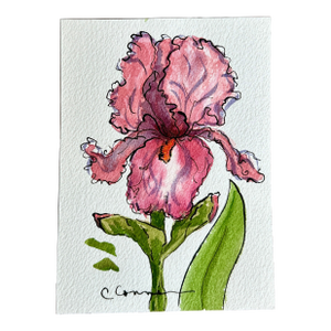 Giclee Print of Watercolor Ink and Wash Small Painting “Pink Iris”