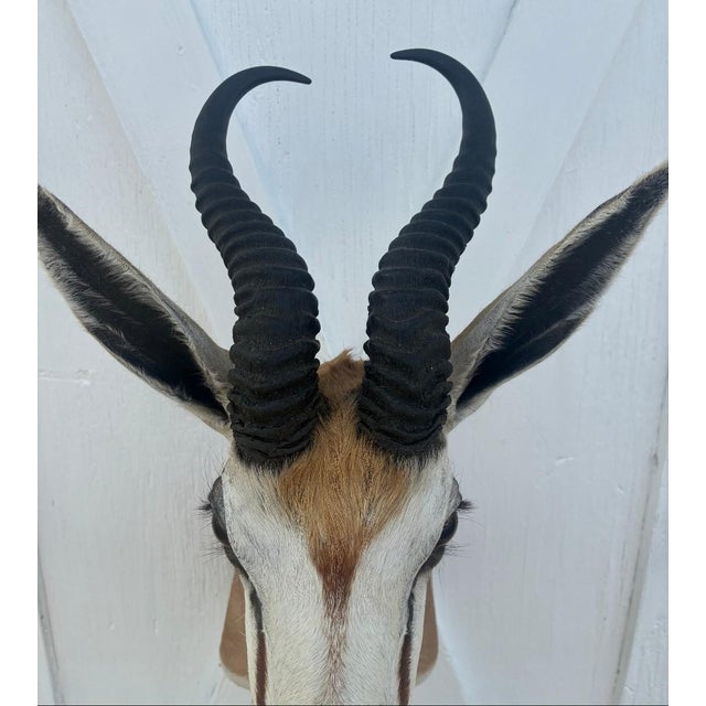 African African Springbok Antelope Shoulder Mount Taxidermy South Africa For Sale - Image 3 of 13