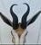African African Springbok Antelope Shoulder Mount Taxidermy South Africa For Sale - Image 3 of 13