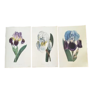 Royal Kew Gardens Botanical Lithographs of Bearded Tulips by Edwards, Set of 3