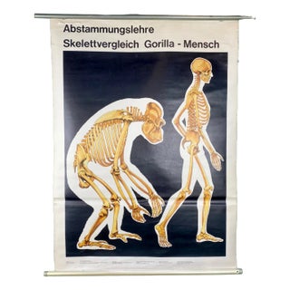 College Skeleton Man-Gorilla Poster, 1986 For Sale