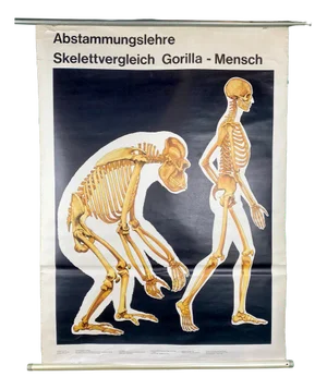 College Skeleton Man-Gorilla Poster, 1986
