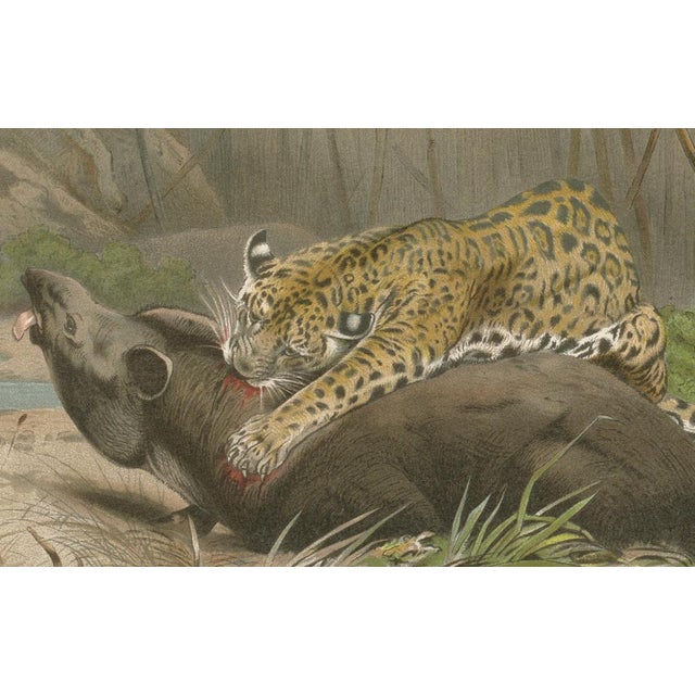 After Wilhelm Kuhnert, Jaguar Killing Tapir, 1894, Paper For Sale - Image 8 of 9