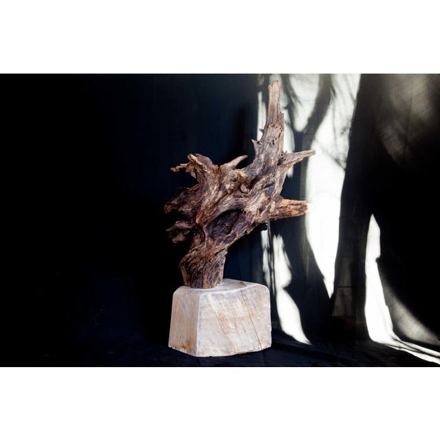 Wood Wabi Sabi Root Wood Sculpture For Sale - Image 7 of 13