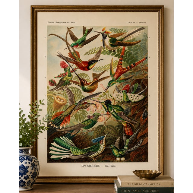 Illustration Hummingbirds Vintage Art Print Reproduction, Natural History Bird Artwork, 12" X 18" For Sale - Image 3 of 10