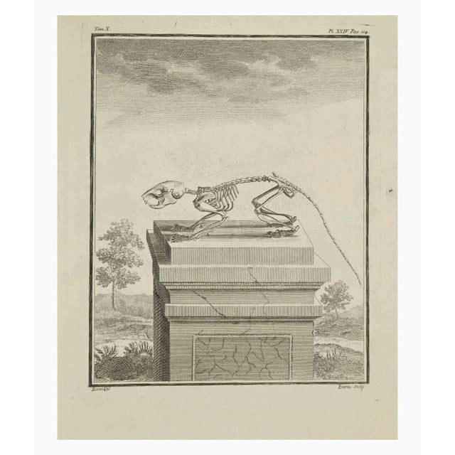 The Skeleton is an etching realized by Jacques Baron in 1771. It belongs to the suite "Histoire Naturelle de Buffon". The...