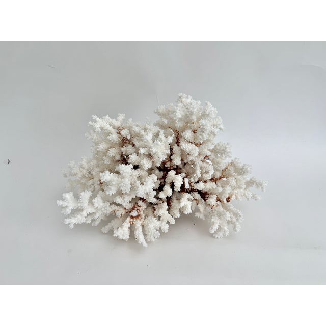 Chinoiserie Exceptional Natural Brown Stem Coral Specimen For Sale - Image 3 of 11