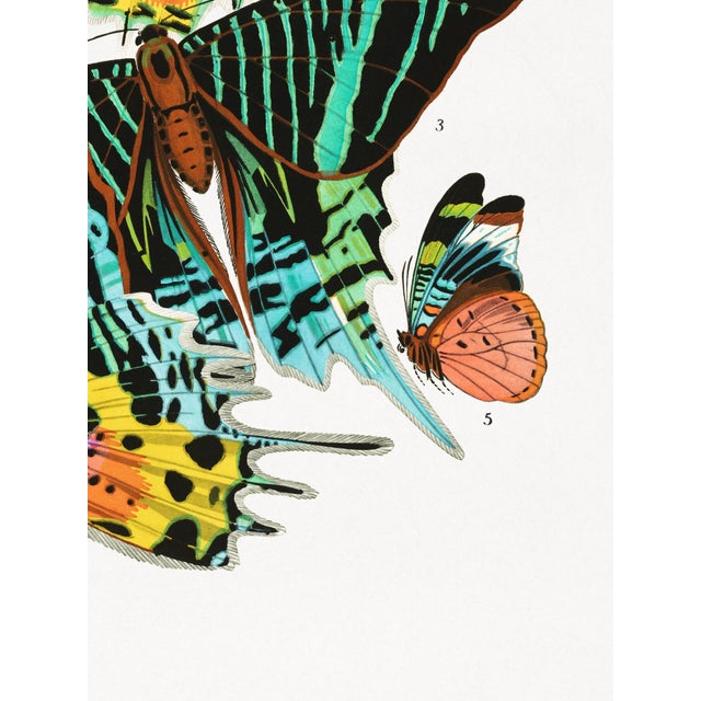 Not Yet Made - Made To Order Vintage Butterfly Illustration, Art Deco Insect Print Reproduction, 1925, 18" × 24" For Sale - Image 5 of 6