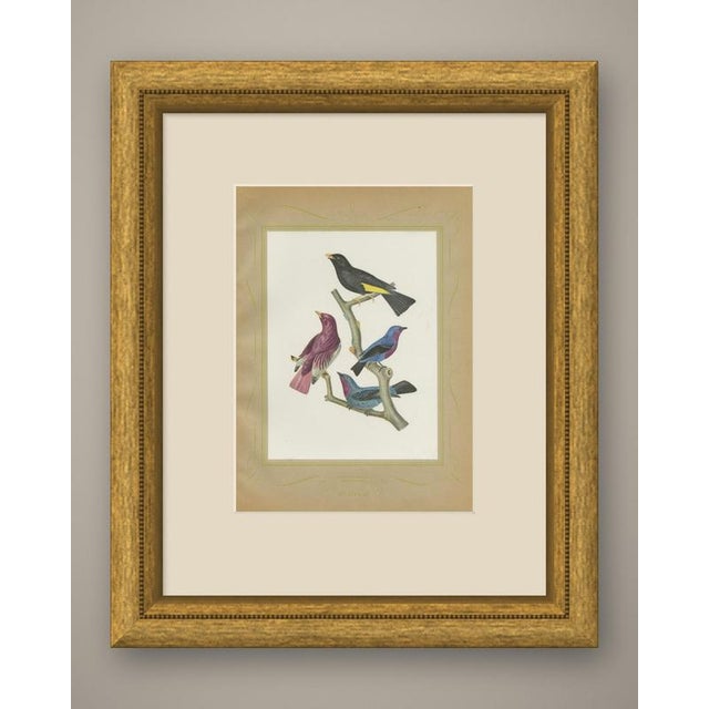 Purple-throated and swallow-tailed cotingas print after Descourtilz, taken from the 1944 Rio de Janeiro edition of the...