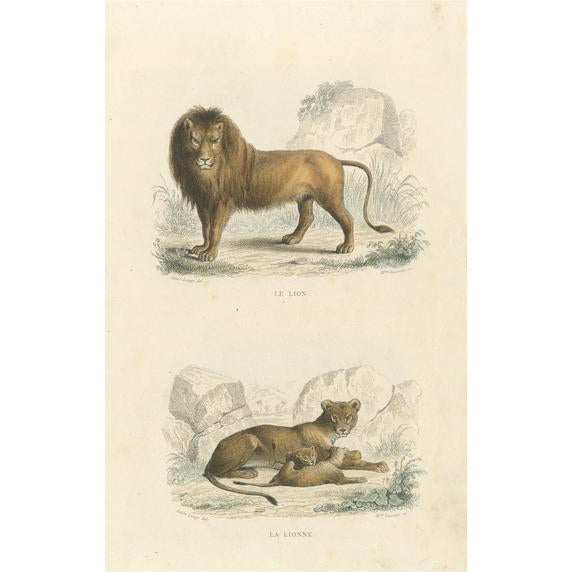 Buffon, Images on One Sheet of a Lion and Lioness, 1839, Print For Sale