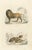 Buffon, Images on One Sheet of a Lion and Lioness, 1839, Print For Sale