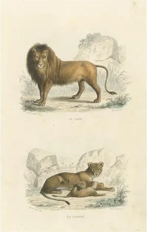 Buffon, Images on One Sheet of a Lion and Lioness, 1839, Print