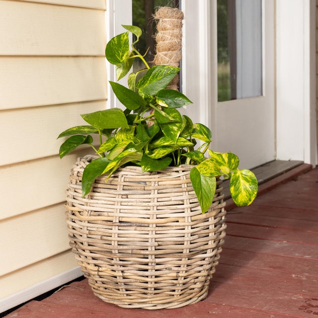 Farmhouse Artifacts Rattan Round Belly Planter with Black Plastic Insert, Natural, 13" For Sale - Image 3 of 9