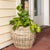 Farmhouse Artifacts Rattan Round Belly Planter with Black Plastic Insert, Natural, 13" For Sale - Image 3 of 9