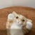 Vintage Winstanley Ginger White Cat Size 2 Glass Eyes, Signed England For Sale - Image 4 of 12