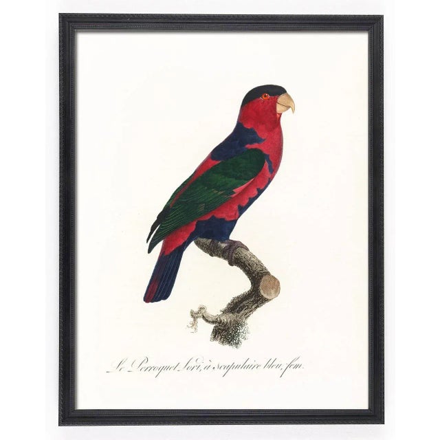 Reproduction Antique 1805 Antique French Parrot Prints - Set of 8 For Sale - Image 4 of 11