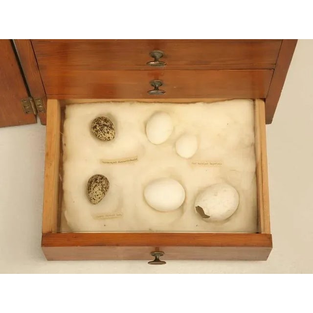 1930s Specimen Cabinet From England For Sale - Image 9 of 10