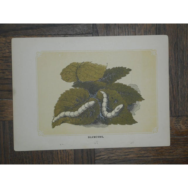 Antique 19th Century Lithographs - Insects - Set of 5 For Sale In Cincinnati - Image 6 of 7