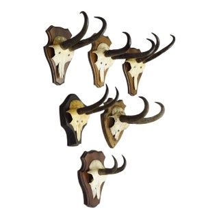 Vintage Set of Six Chamois Trophies on Shaped Plaques, Germany Ca. 1960s For Sale