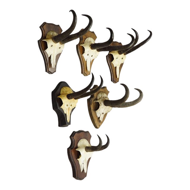 Vintage Set of Six Chamois Trophies on Shaped Plaques, Germany Ca. 1960s For Sale