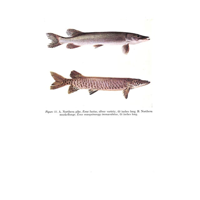 1940s "Northern Fishes: With Special Reference to the Upper Mississippi Valley" 1943 Eddy, Samuel and Surber, Thaddeus For Sale - Image 5 of 8