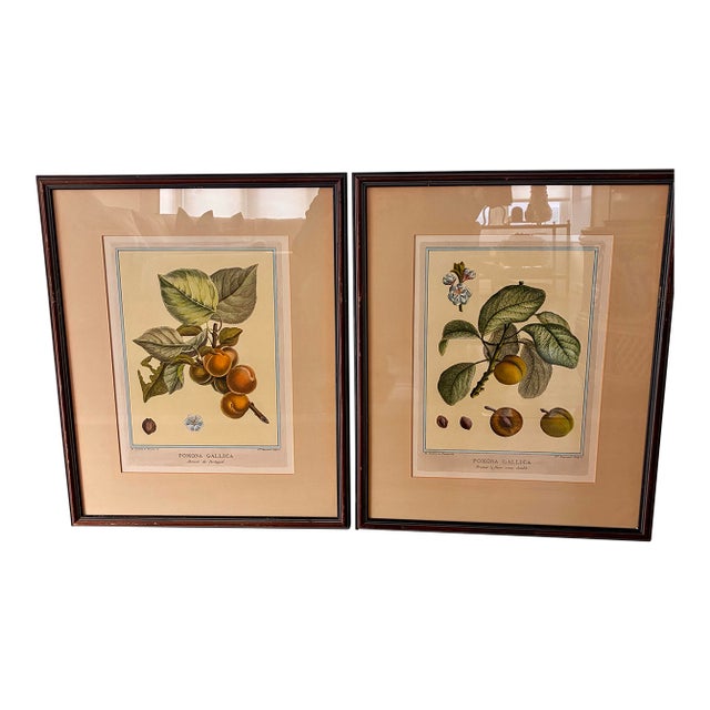 Pair of DuHamel Du Monceau Vintage French Fruit Engravings by W. King Ambler For Sale