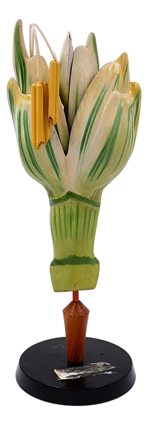 Osterloh Botanic Model of Wheat Flower, Germany, 1940s