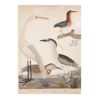 Large Antique Coastal Bird Print, 1800s, 24" X 30" For Sale