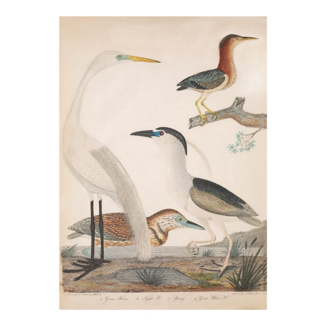 Large Antique Coastal Bird Print, 1800s, 24" X 30" For Sale