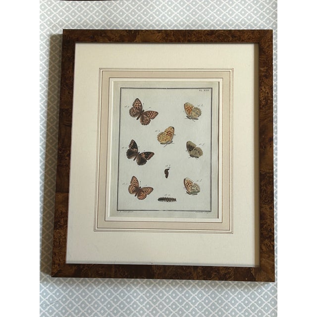 Illustration 18th Century Butterfly Prints- Set of 3 For Sale - Image 3 of 7