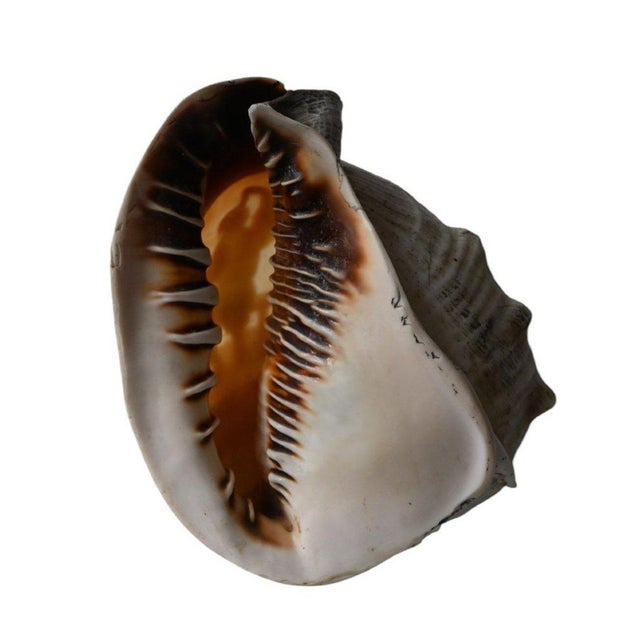 Stone Shell with Cameo Carved in Relief For Sale - Image 7 of 8