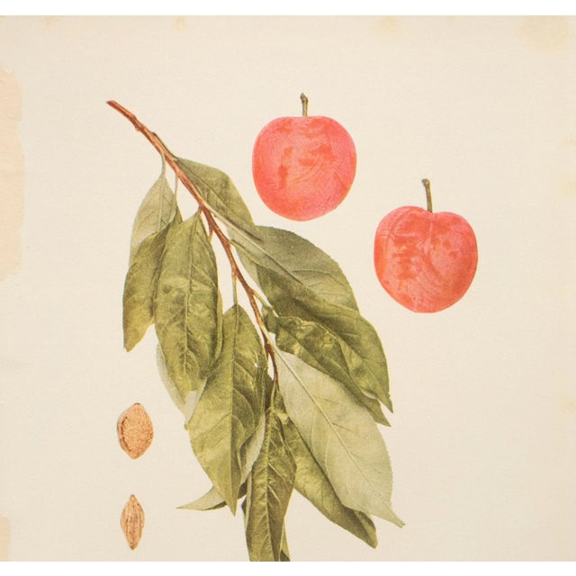Farmhouse 1900s U. P. Hedrick, Original Antique Photogravure of Chabot Plums For Sale - Image 3 of 7