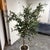 Faux Olive Tree + White Planter For Sale - Image 12 of 12