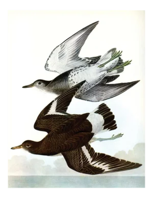 Audubon 21, Unframed Artwork