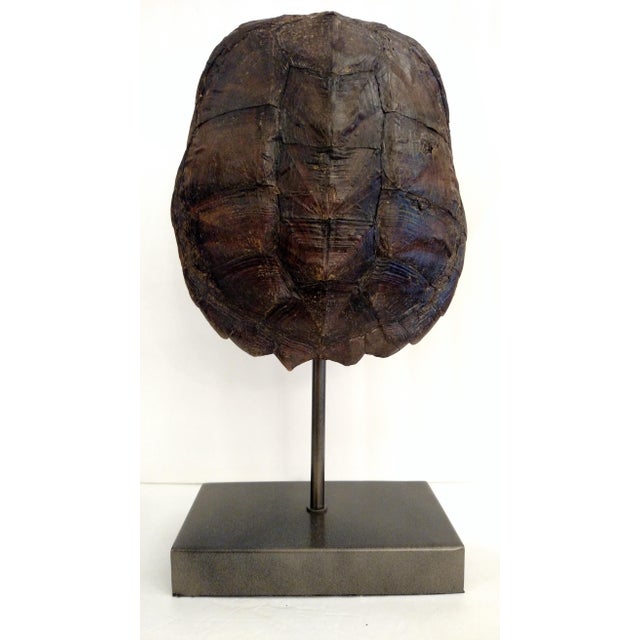 Turtle Shell Table Lamp | Chairish