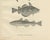 Greenland cod, pout, and poor cod - intricate scandinavian fish lithograph this remarkable 19th-century lithograph from...