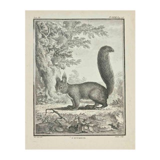 Jean Gullaume Moitte, L'Ecureuil, Etching, 1771 For Sale