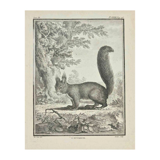 Jean Gullaume Moitte, L'Ecureuil, Etching, 1771 For Sale