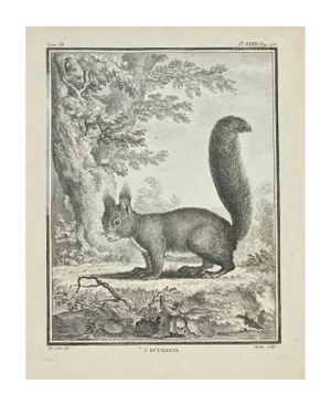 Jean Gullaume Moitte, L'Ecureuil, Etching, 1771