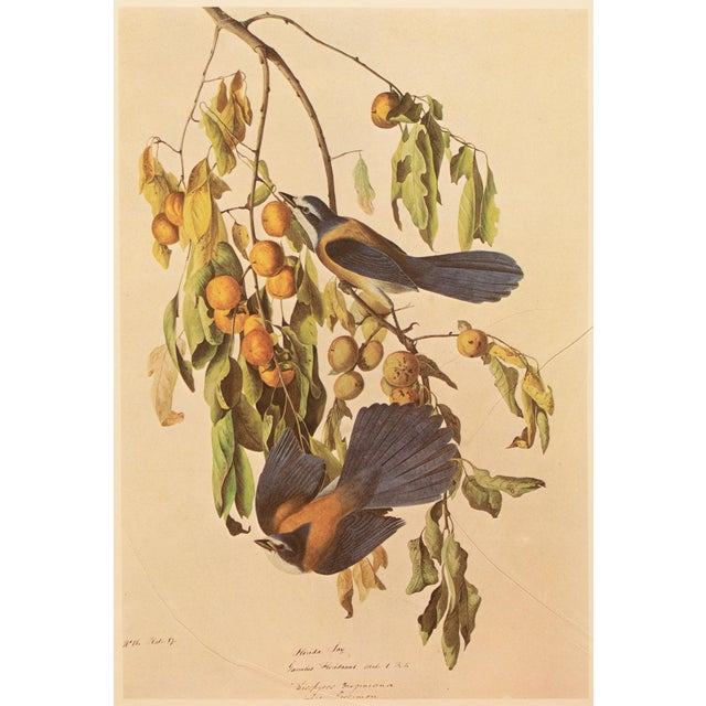 Printmaking Materials 1966 Vintage Cottage Print "Florida Jay or Scrub" After John James Audubon For Sale - Image 7 of 8